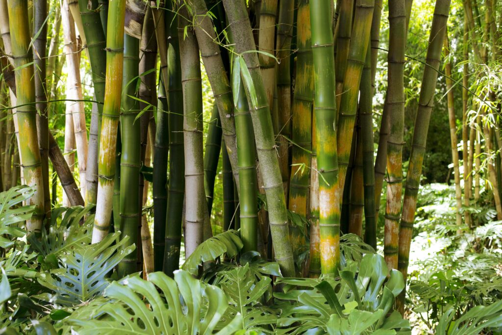 botanical-bamboo-forest-daylight